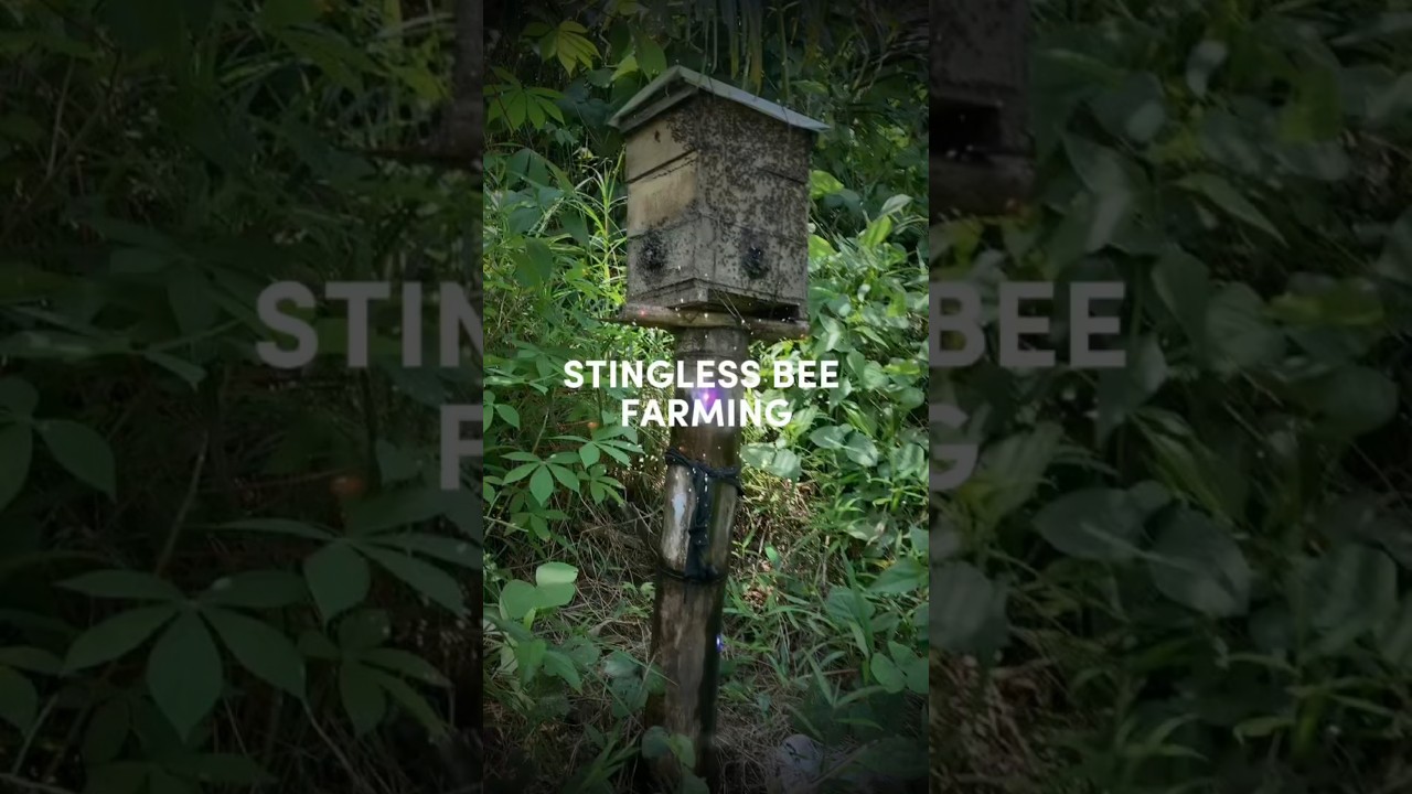 Stingless Bee Farming #beekeepingtips #beehivemanagement #beekeepingforbeginners #beefriendly #bee