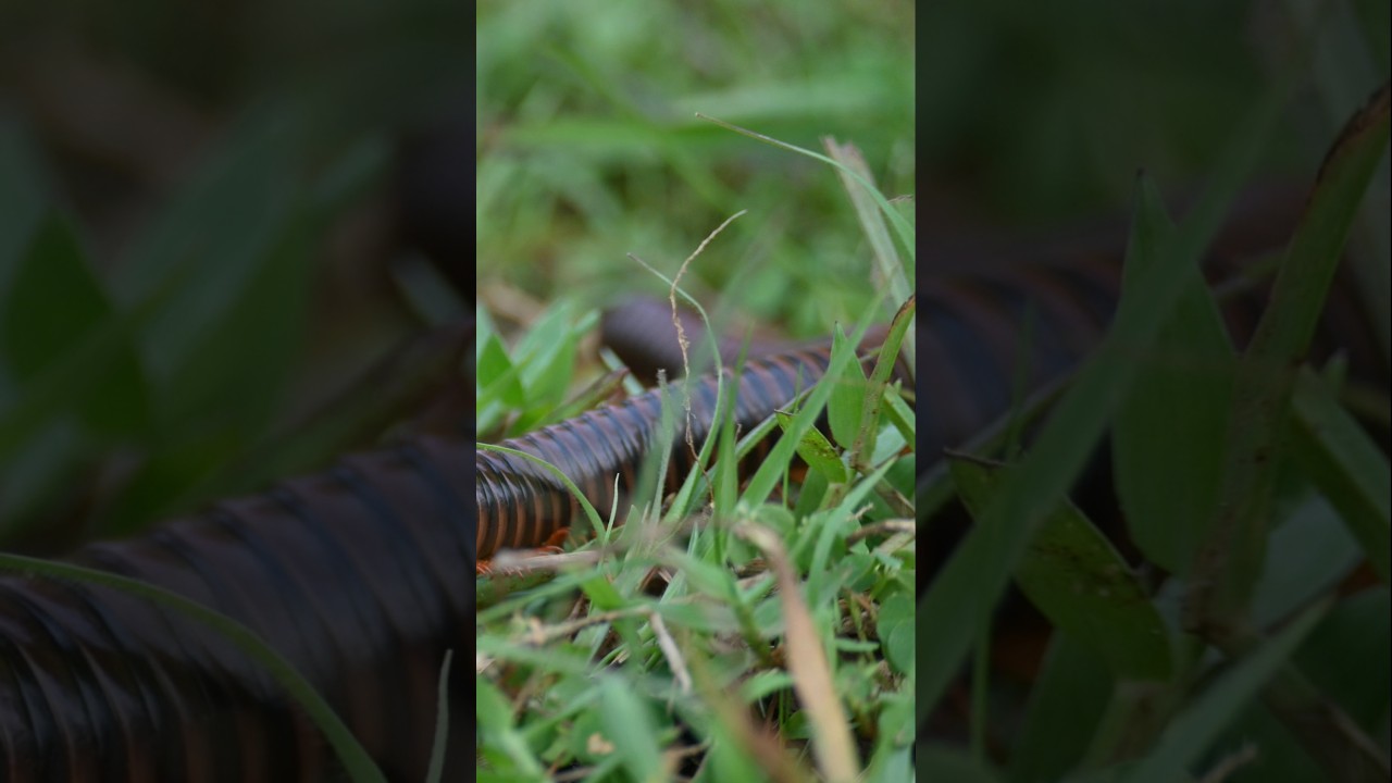 Narceus americanus millipede || 