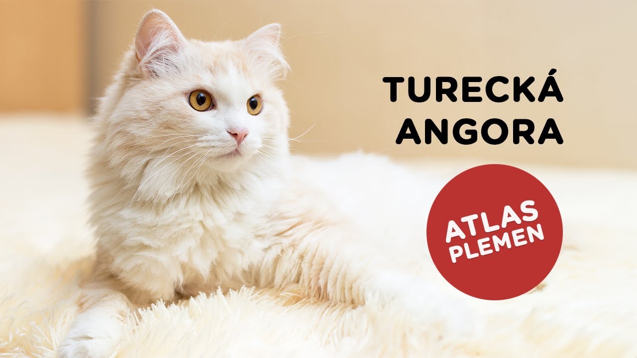 Turecká angora - Atlas plemen - Tlapka TV