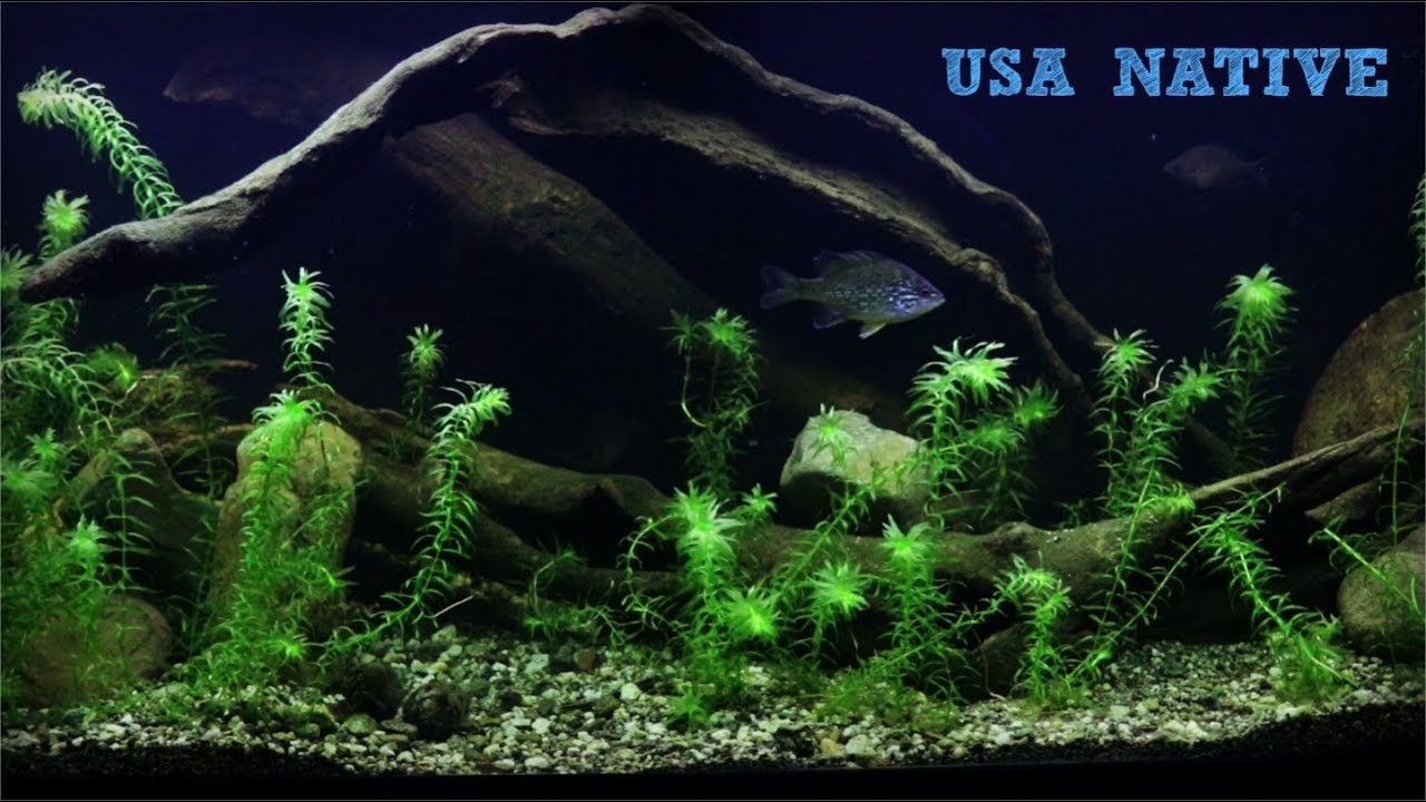 Создание аквариума с североамериканскими местными рыбами.