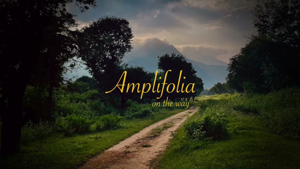 Amplifolia - Prospérité