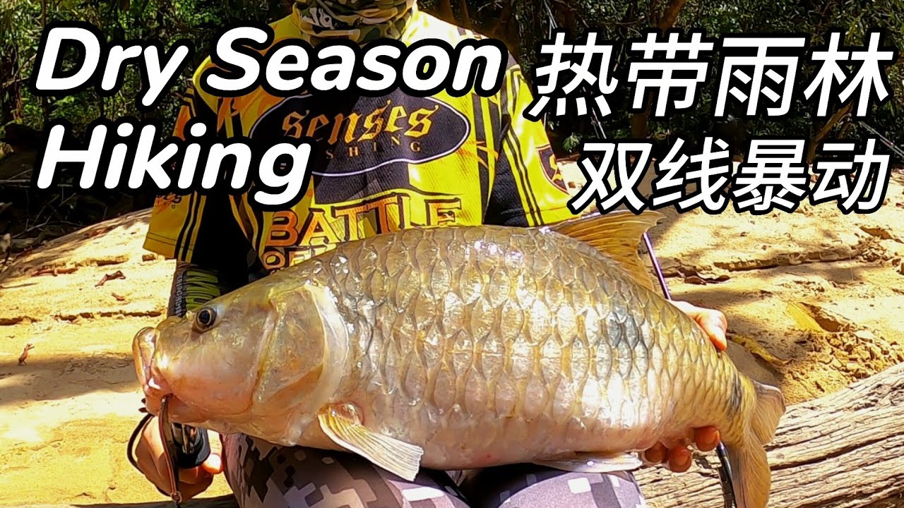 (EP87)瞎逛热带雨林，寻找忘不了。砂拉越姆伦水库钓不停！Sarawak Murum Dam. #Hiking#Hampala#Empurau.