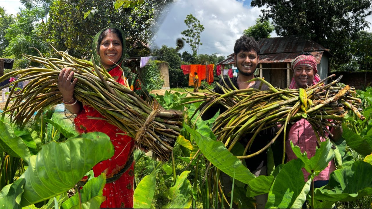 ক্ষেতের টাটকা কচুর লতি তুলে গ্রাম্য পদ্ধতিতে মায়ের হাতে লতি-চিংড়ি রান্না সঙ্গে শুশুনি শাক ভাজা।