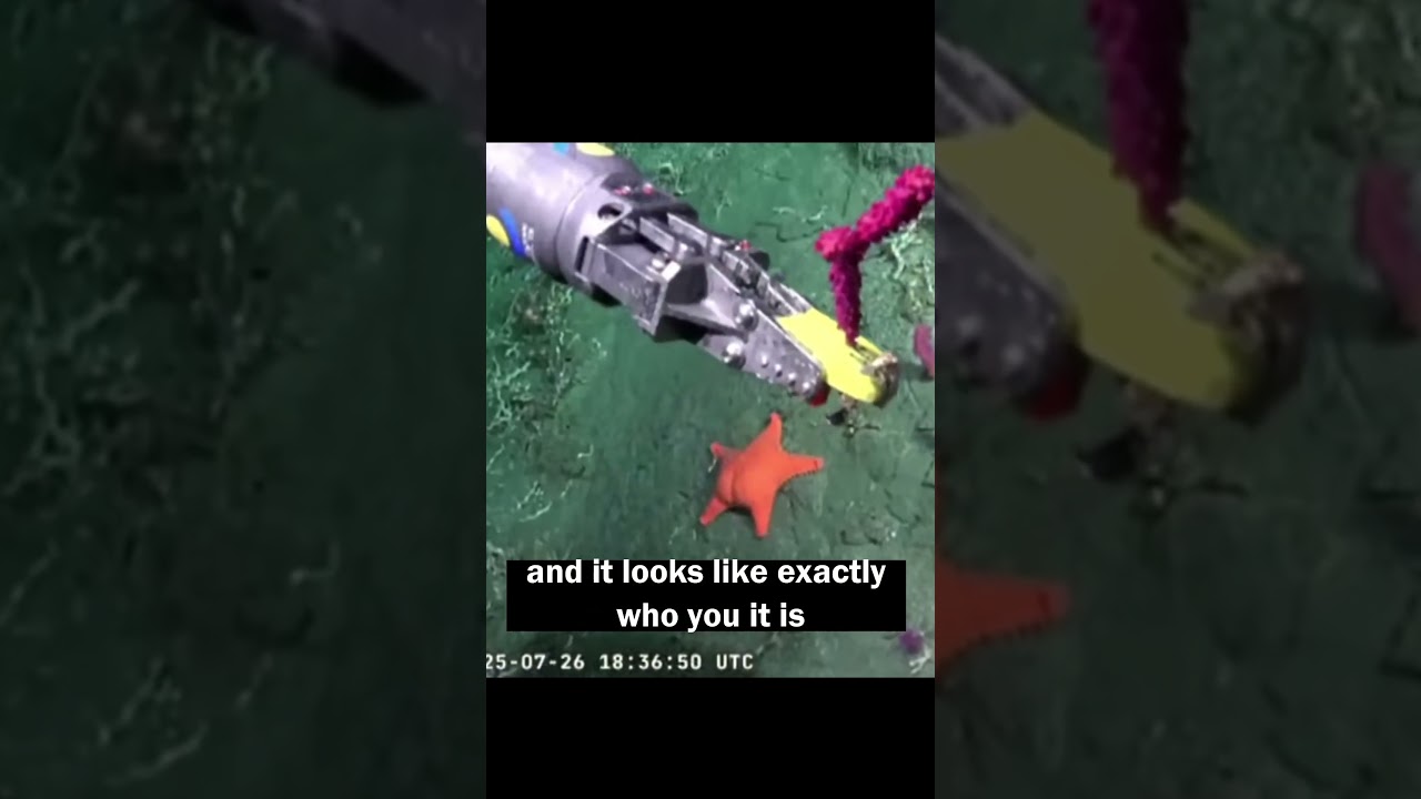 Real-Life Patrick Star Spotted in the Ocean!🌊 #oceanlife #patrickstar #spongebob #starfish