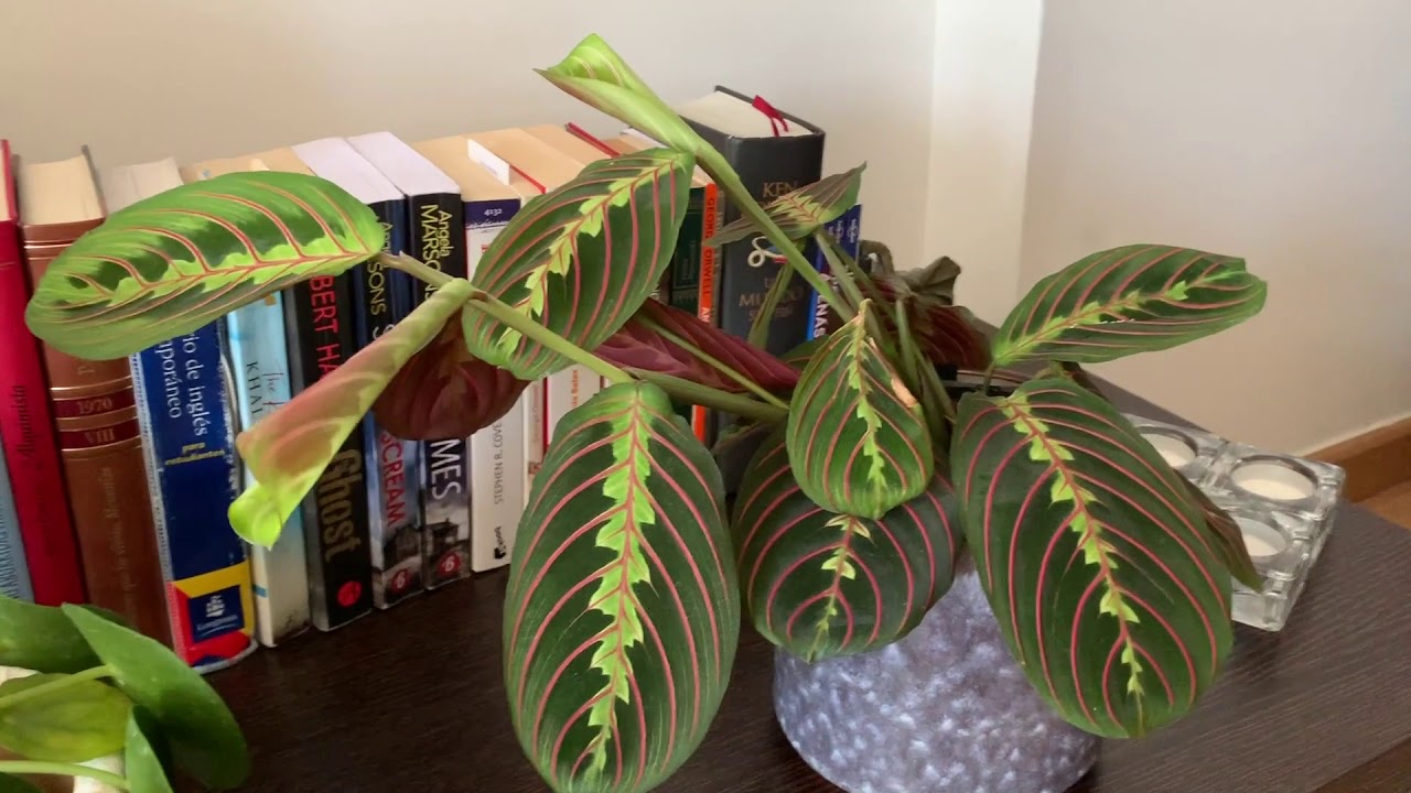 Cuidados Maranta Leuconeura o Planta de la Oración