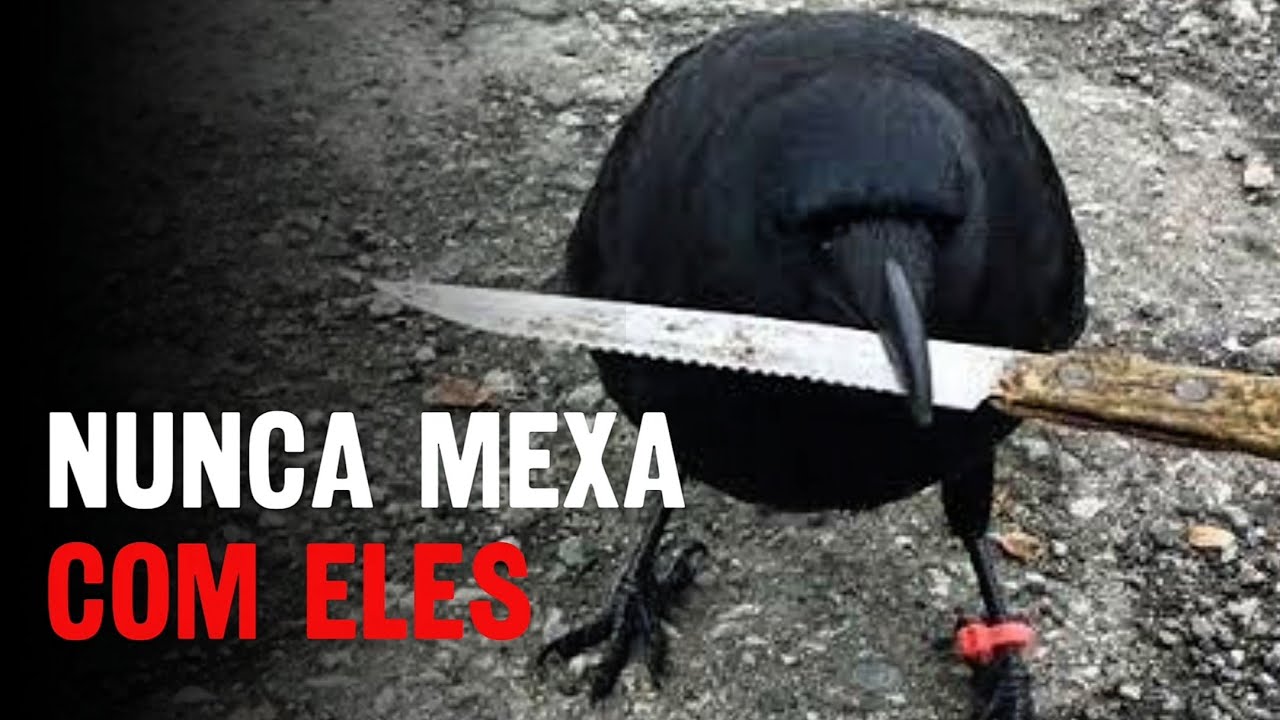 Corvos não são normais.. e esse é o motivo!