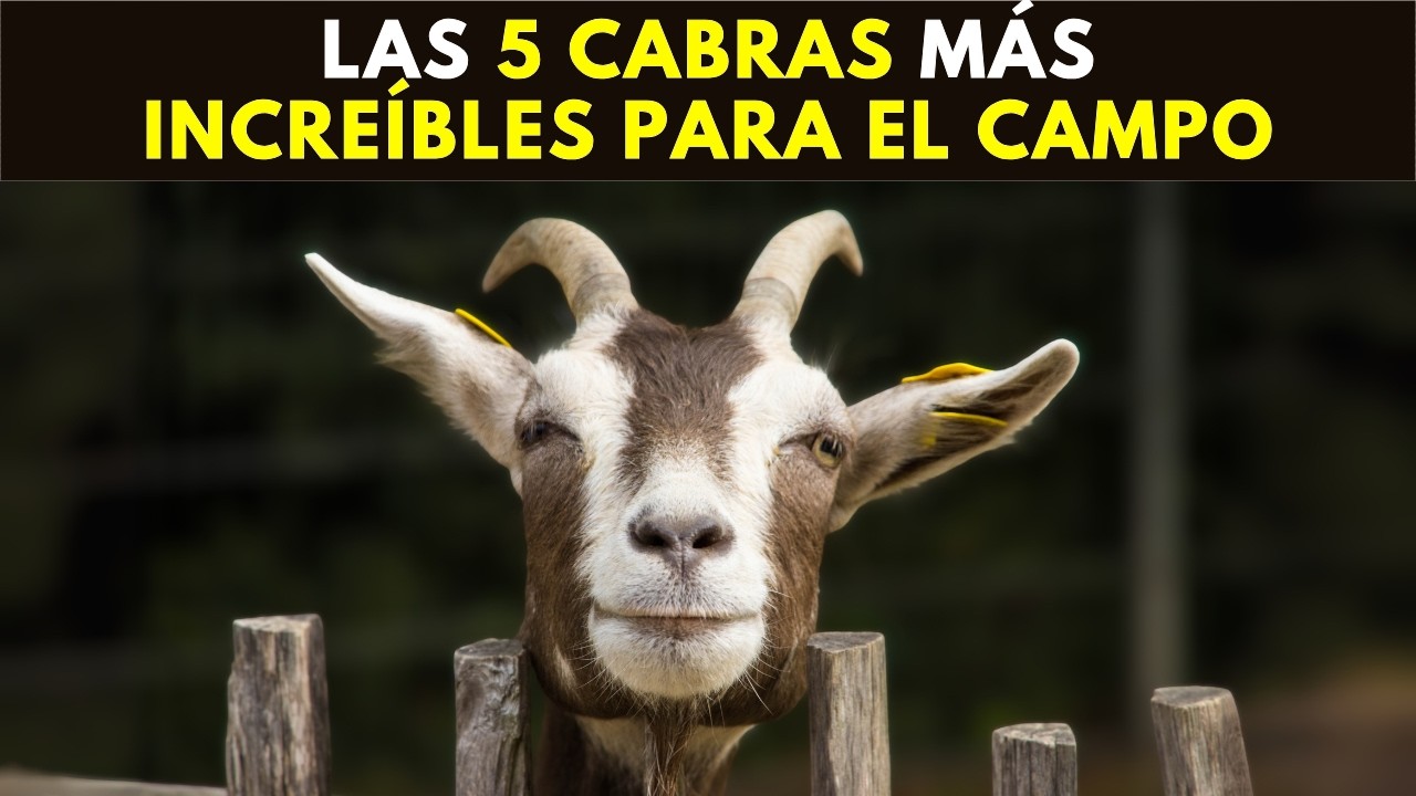 Estas razas de CABRAS te SORPRENDER&Aacute;N por todo lo que ofrecen