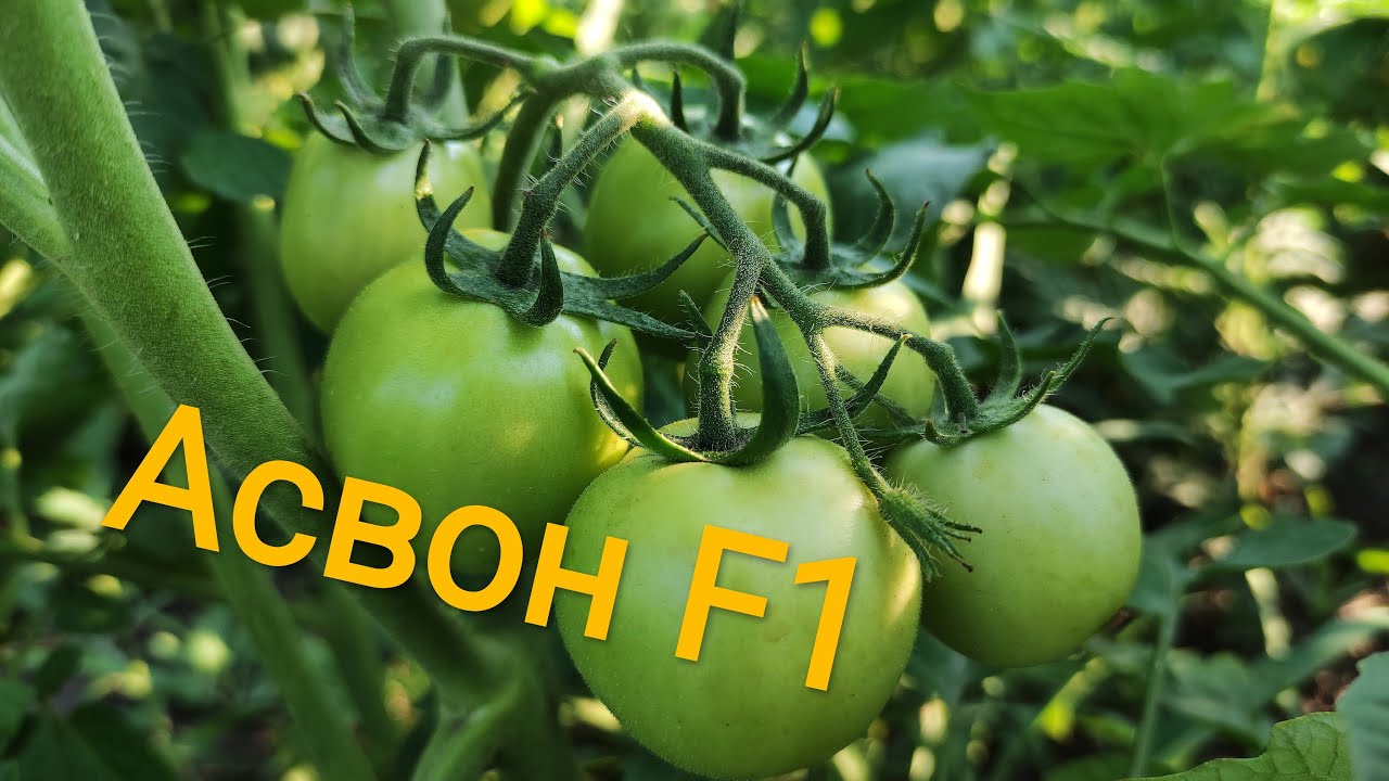 Помідор Асвон F1 - 12 липня