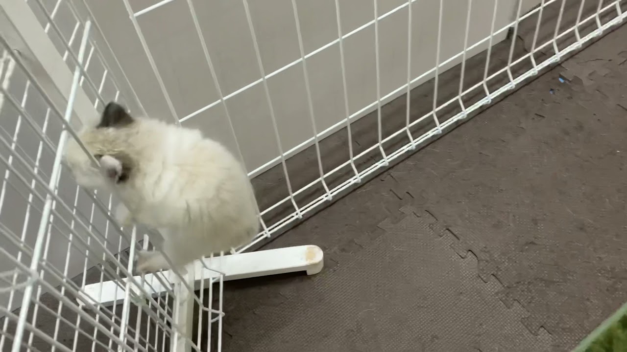 保護された部屋中を探検する好奇心旺盛な子猫スノー