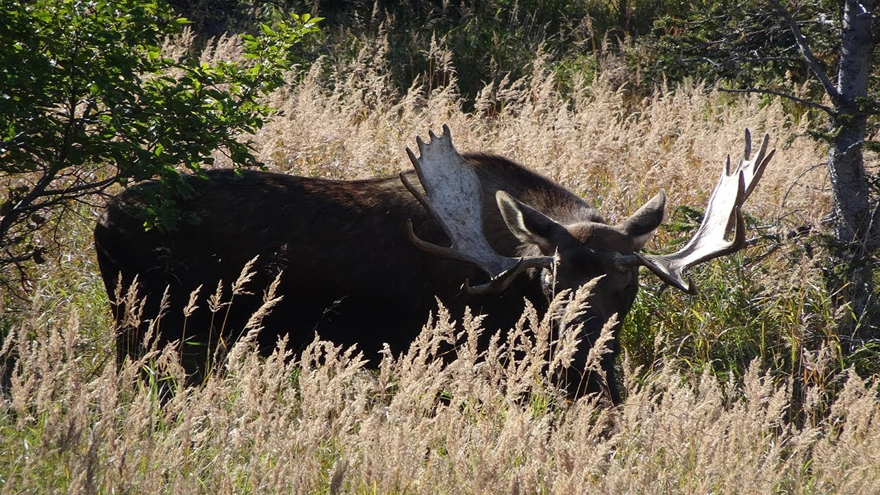 BEST PLACE FOR VIEWING MOOSE IN ANCHORAGE, ALASKA