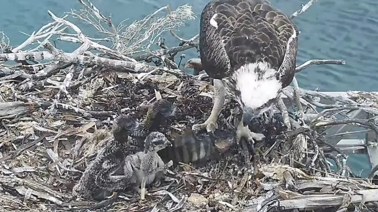 Port_Lincoln Osprey | Dad brings floppy fish for babies | Oct 3, 2022