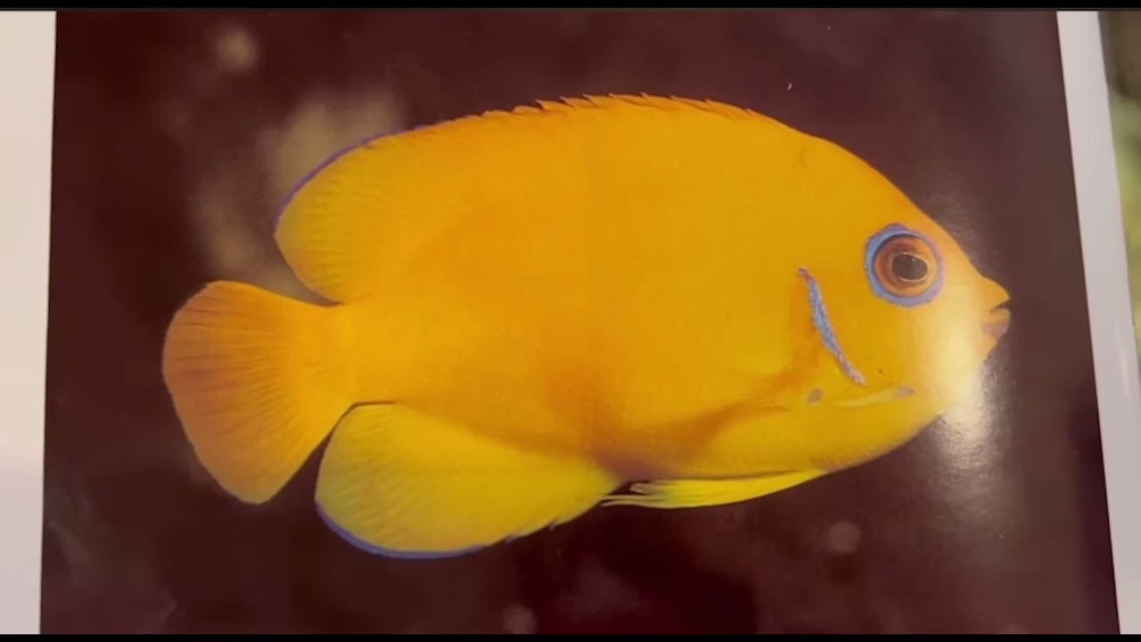 Peces angel pigmeos ( centropyge) reef safe???