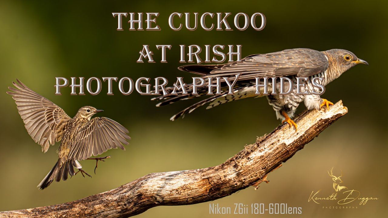 Irish Wildlife and Nature, Cuckoo at Irish Photography Hides , Nikon Z6ii I80-600mm Lens