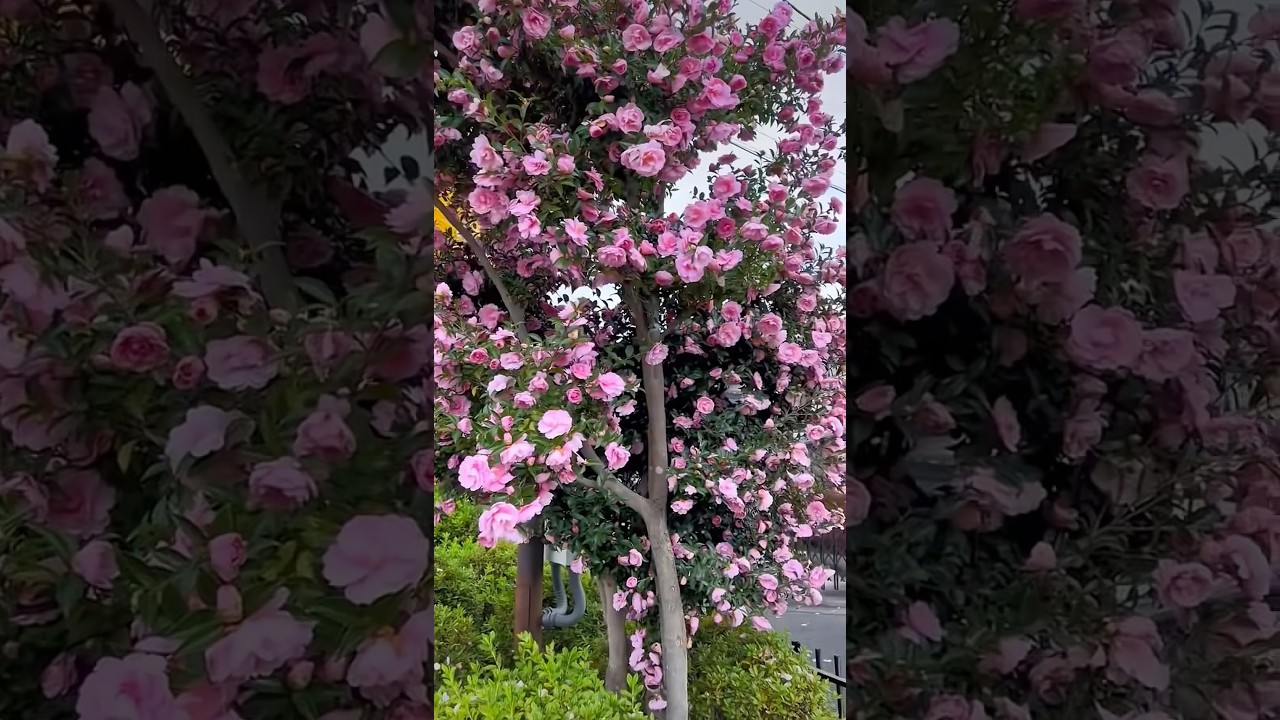 Full blooming Camellia flowers tree