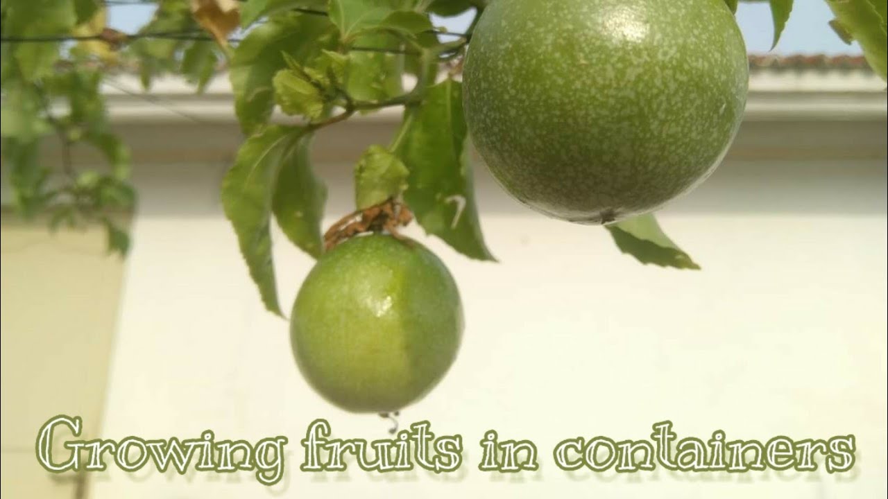 Grow Your Own Fruit in Containers | Small Space Gardening with Grafted Fruit Trees