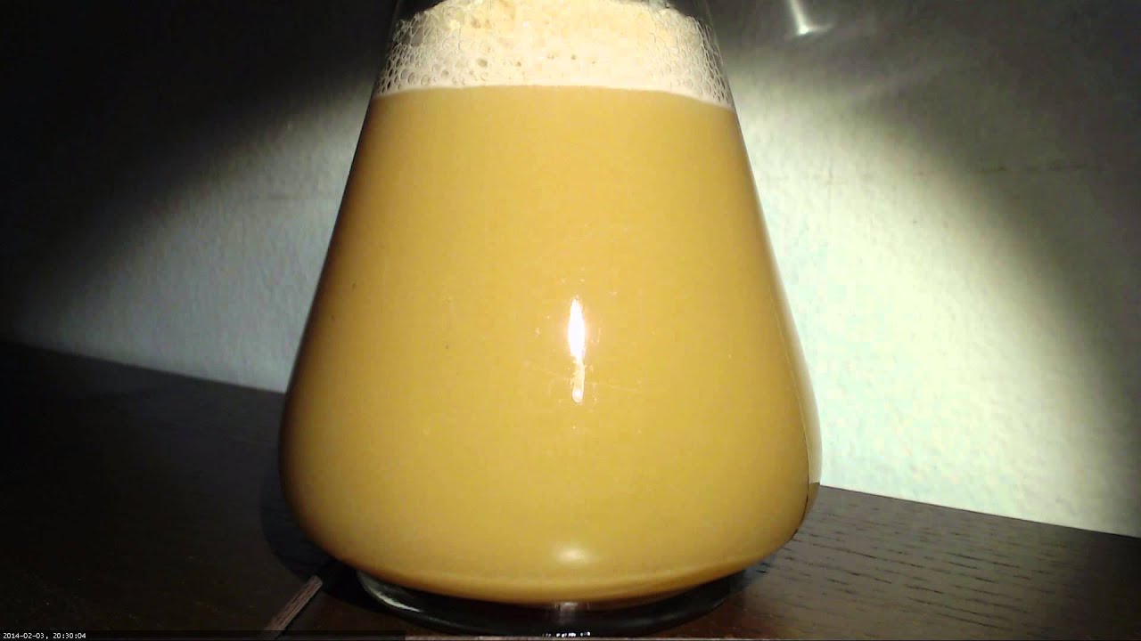 Starterkultur für Honigmet / Honigwein mit Sherryhefe [3 Stunden Zeitraffer] [HD]