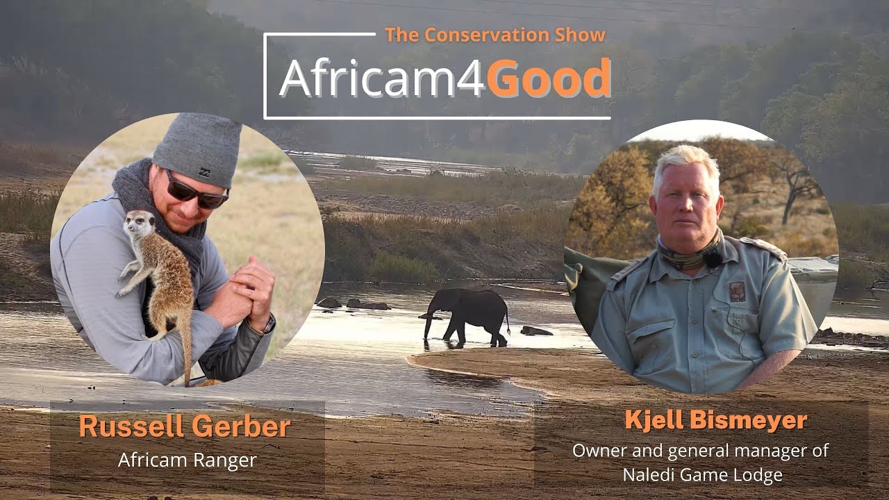 Africam4Good | Benefits of Live Cams at Balule Game Reserve