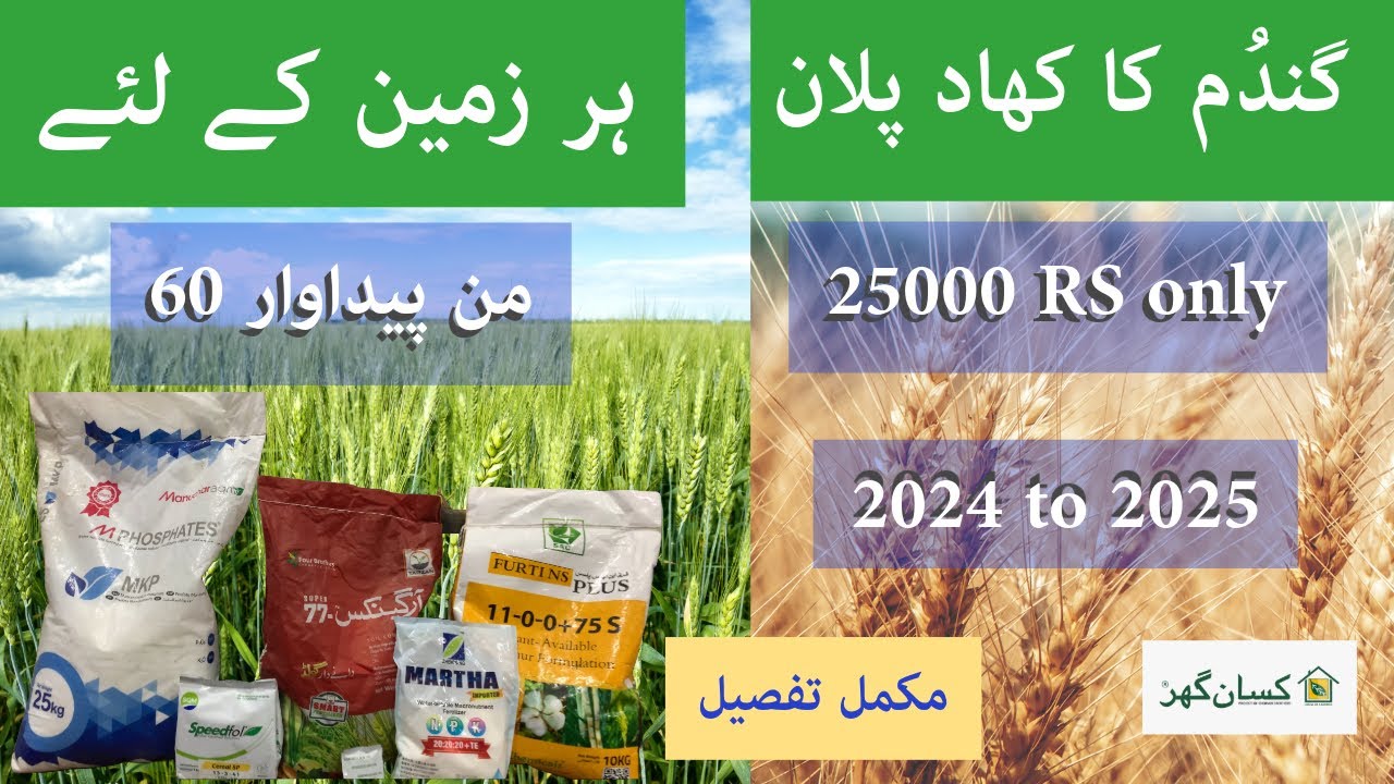 Only in 25000RS New Complete wheat crop fertilizer plan 2024 to 2025 for 60 Mann average yield price