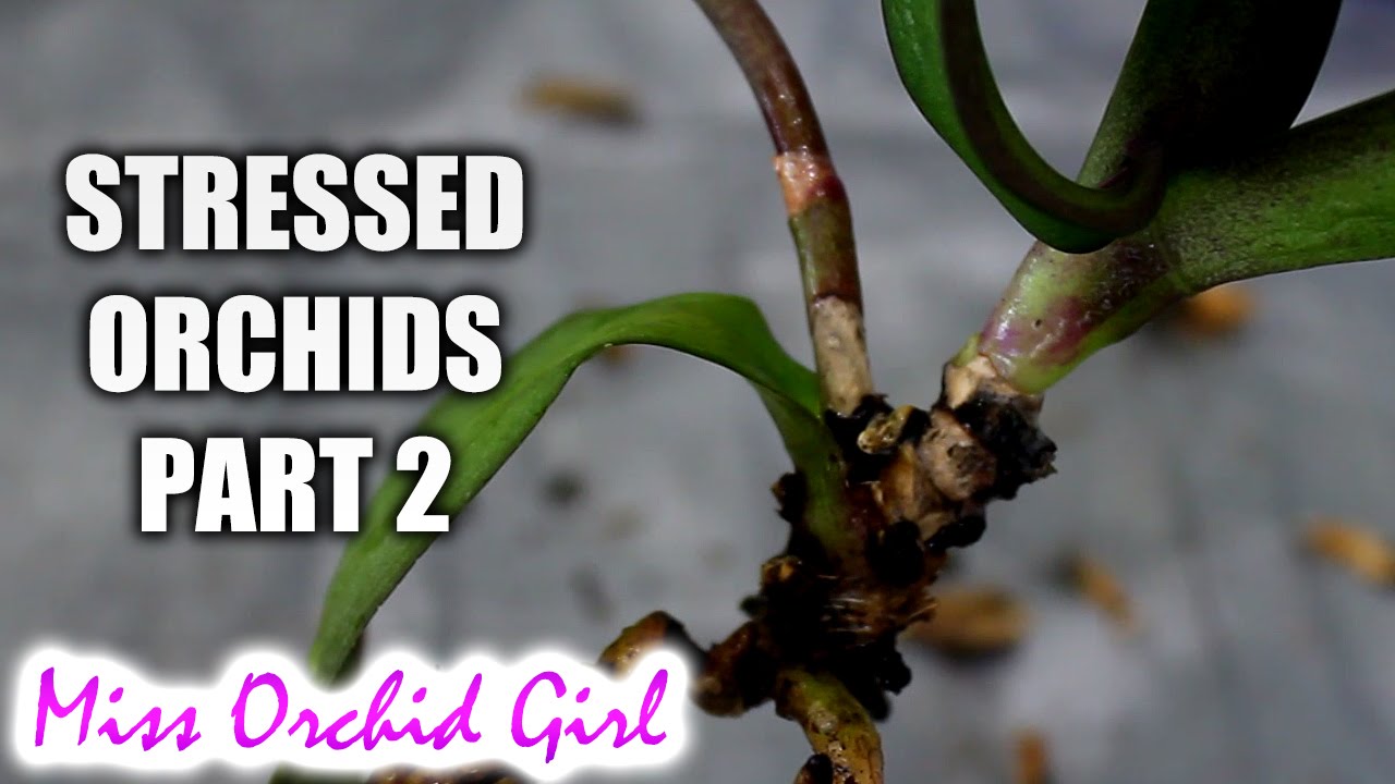 Rejuvenating stressed Orchids Part 2 - Buried stem and stem rot