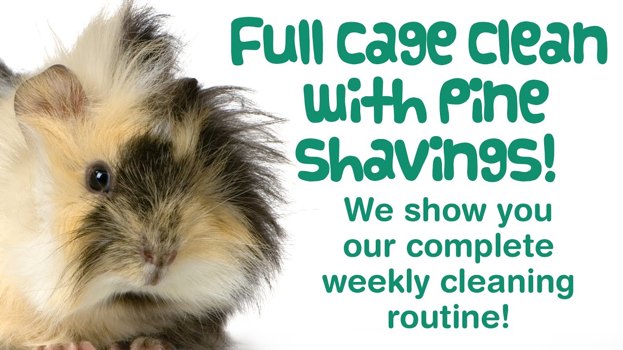 How to CLEAN a Guinea Pig CAGE with Pine Bedding | Full CAGE CLEAN for 5 Piggies!