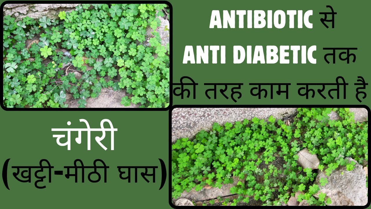 खट्टी मीठी घास को कम ना समझें Ayurvedic Benefits of Changeri सोच भी नहीं सकते इतनी फायदेमंद
