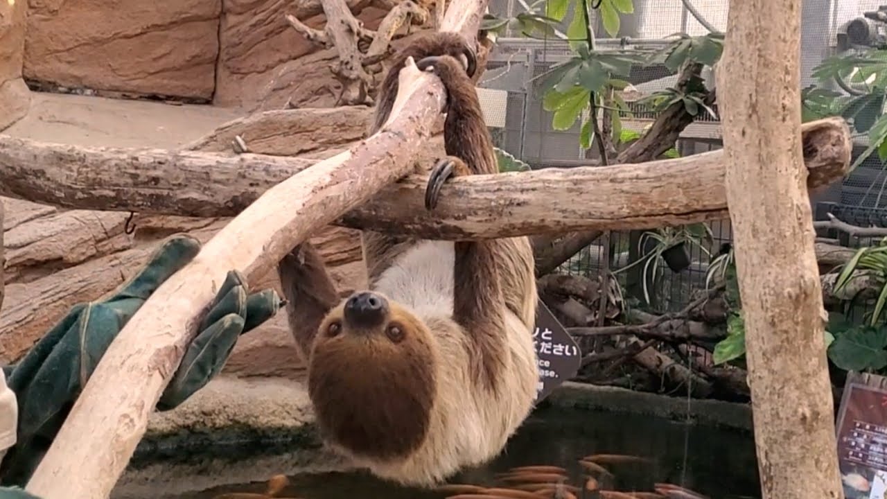 寝起きのナマケモノたちが移動カートに乗って部屋に帰ります。Sloths ride the moving cart back to their room 神戸どうぶつ王国