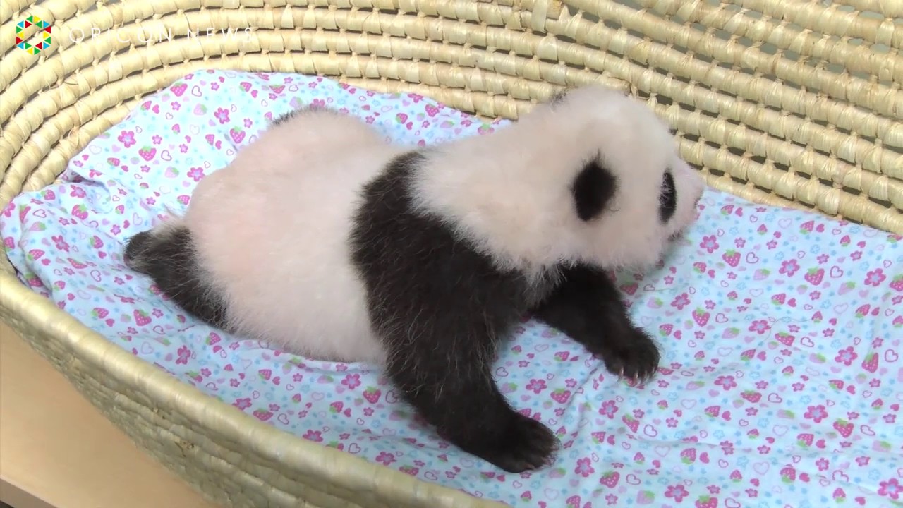 パンダの赤ちゃん、両目ぱっちり、寝返りも