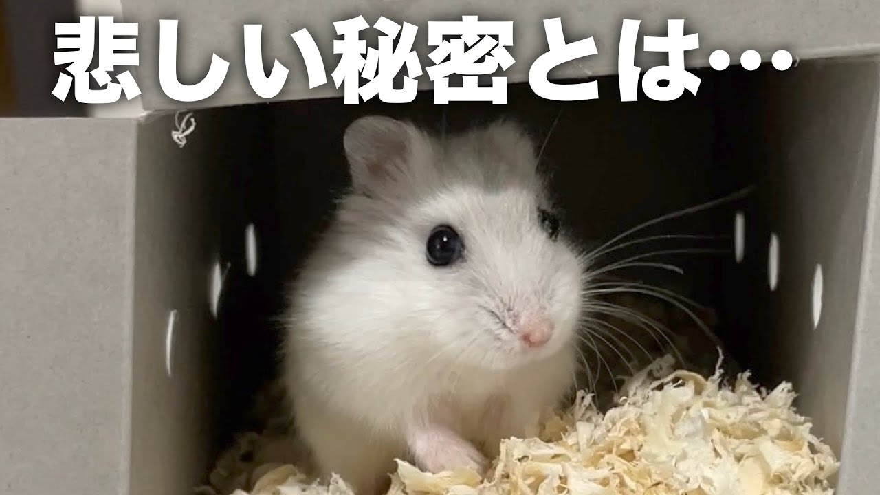ペットショップでいじめられ売れ残ったハムスターをお迎えしました