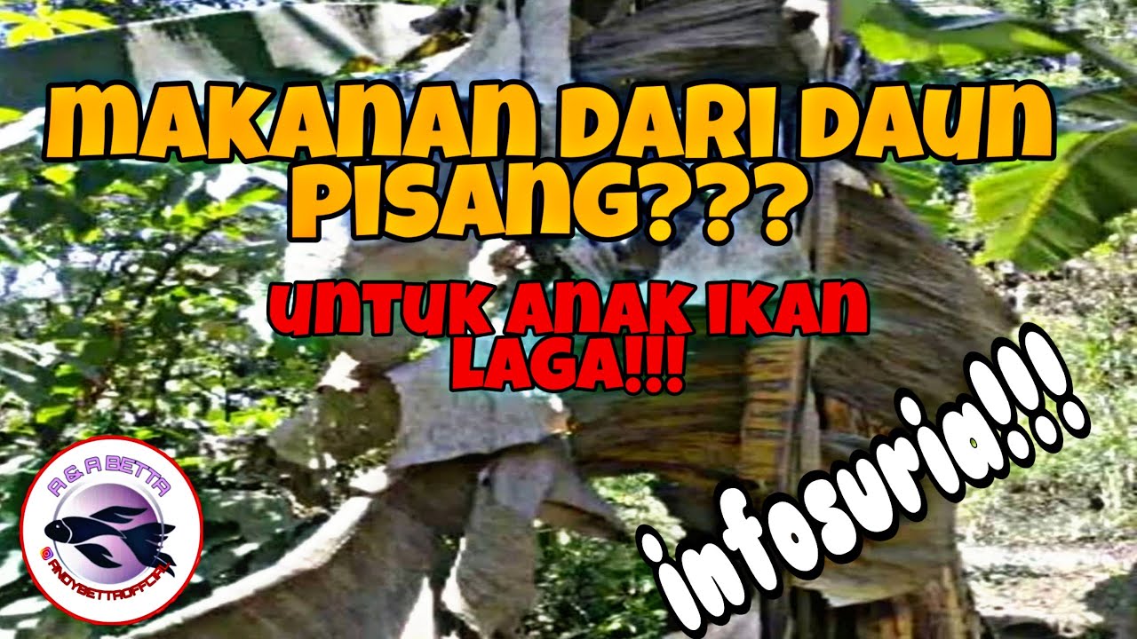 Makanan untuk fry/anak ikan laga dari daun pisang // infosuria