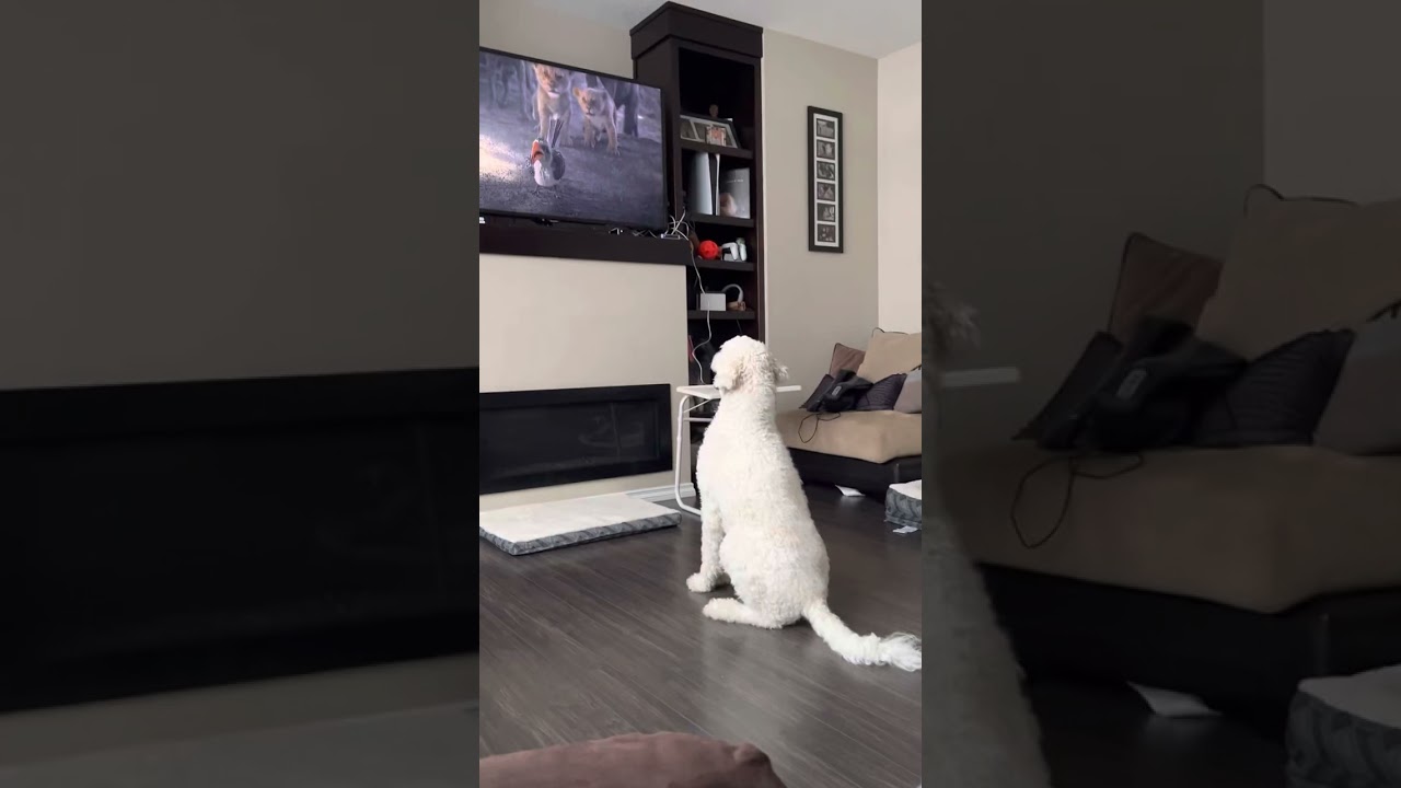 My Dog likes the lion King movie•|•Cut dog reaction