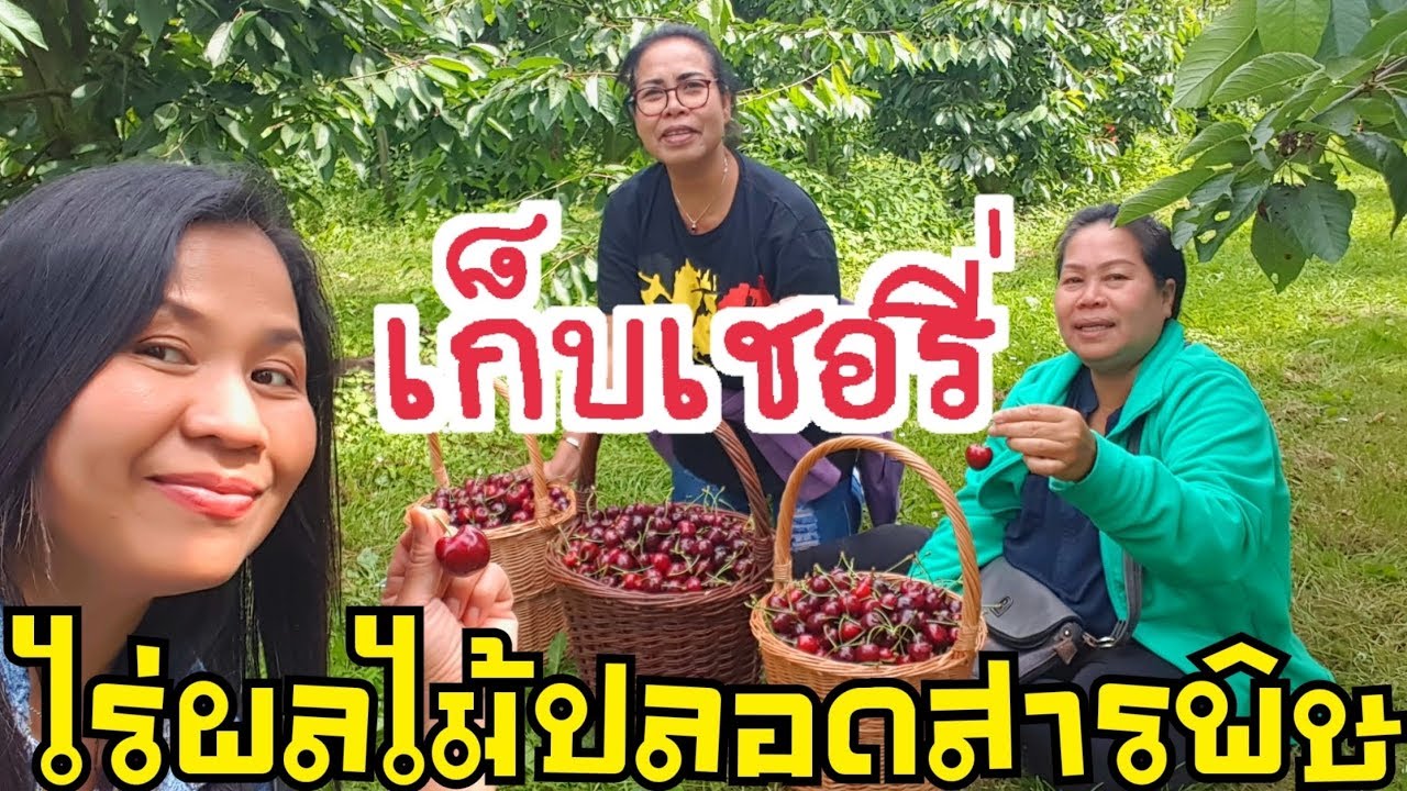 เก็บเชอรี่สวนปลอดสารพิษJacobfruit Sint-Truiden by Eidsy Easy