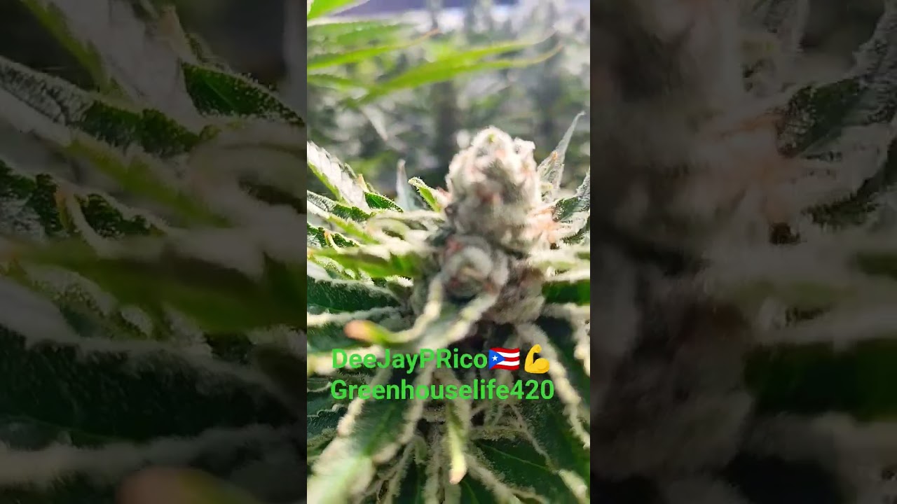 sticky icky icky