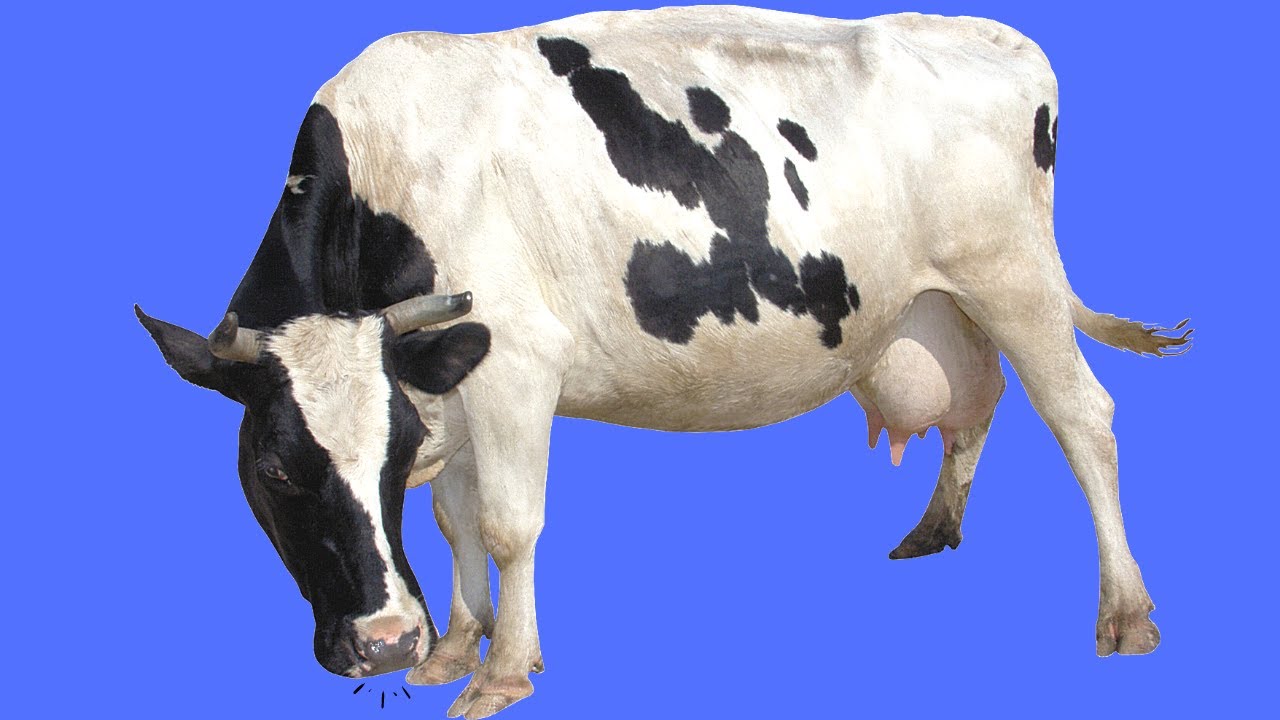 Som de vaca berrando - Vaca mugindo - cow