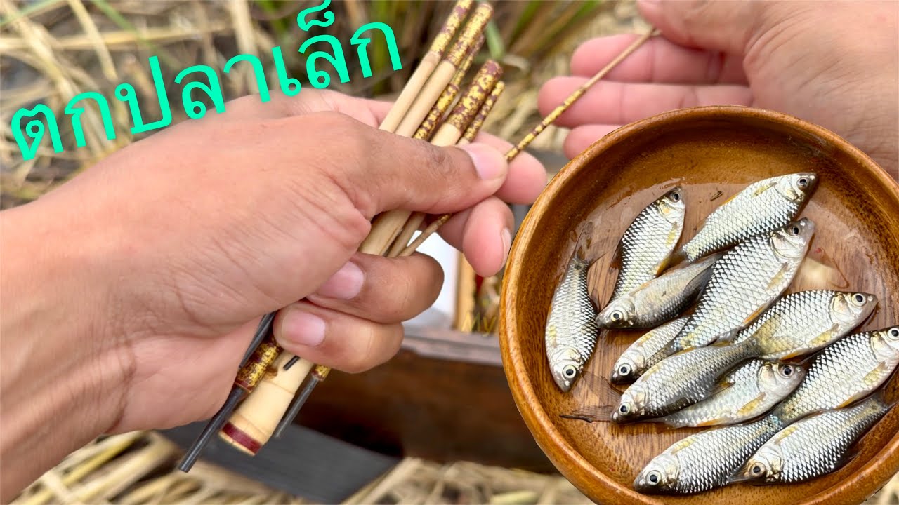 ตกปลาเล็ก ด้วยคันทานาโกะ🎣🎏 #ทานาโกะ #microfishing