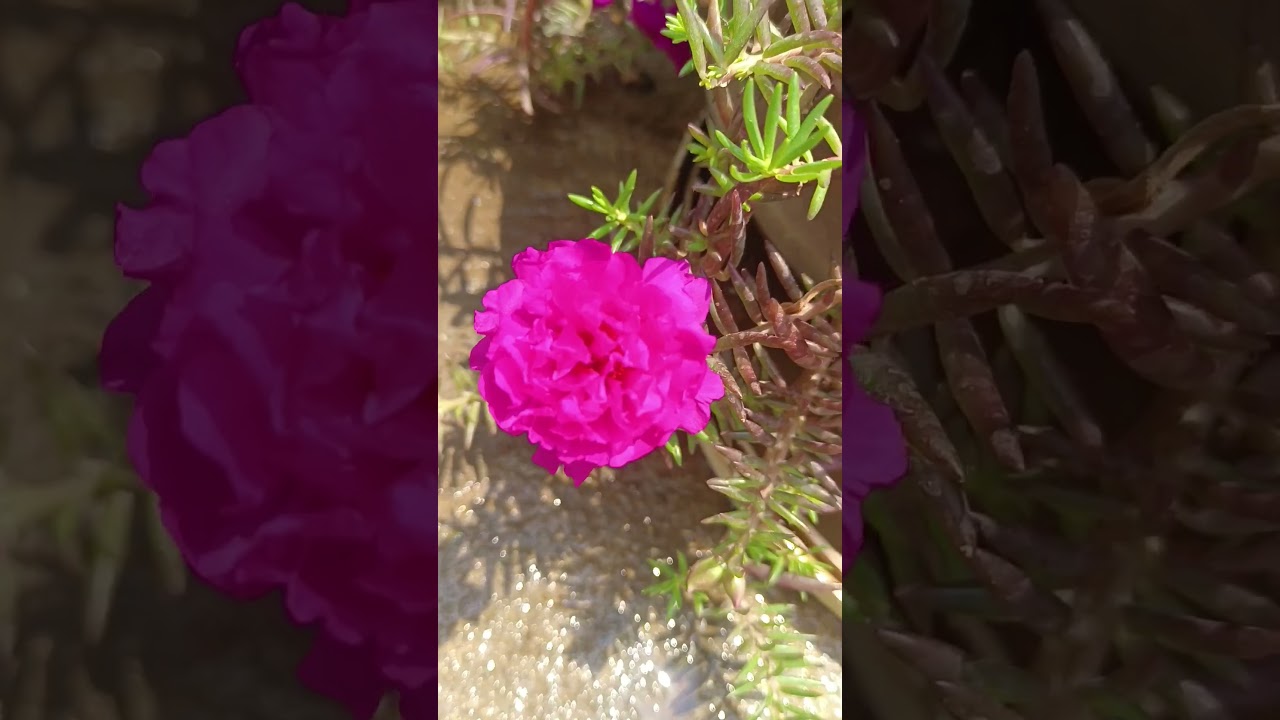 #beautiful