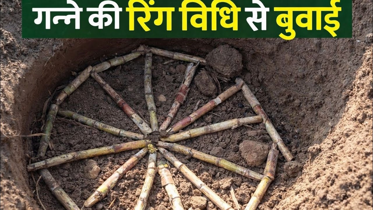 कम खर्च में ज्यादा उत्पादन – गन्ने की रिंग बुवाई