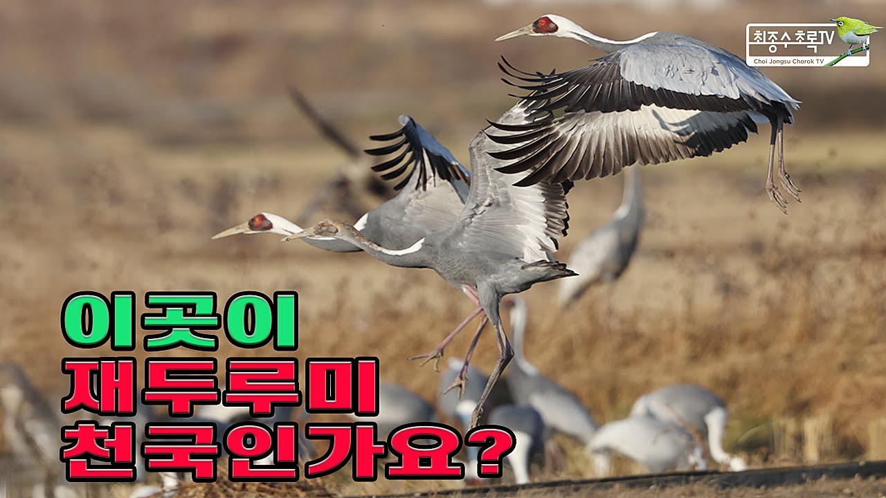 이곳이 재두루미 천국인가요?