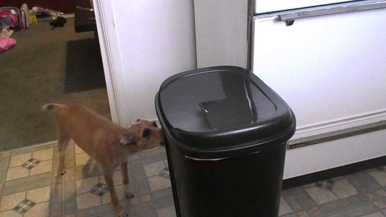 TRASH DOG PART 2: TRIXY GOES A SNIFFIN