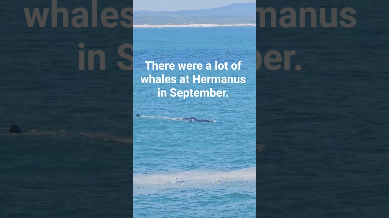 Hermanus Whale journey #westerncape #hermanus #whales  #whalewatching