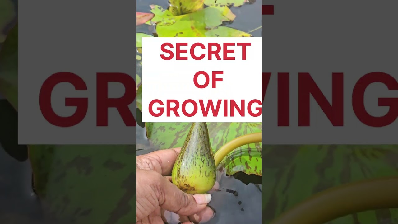 Subcribe  /secrets of growing waterlillies  on terrace