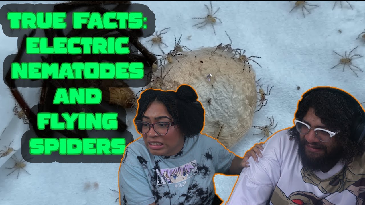 Of Electric Worms And  Flying Spiders: True Facts With ZeFrank