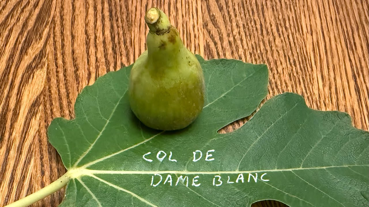 Col De Dame Blanc Fig Tasting Aug 2025