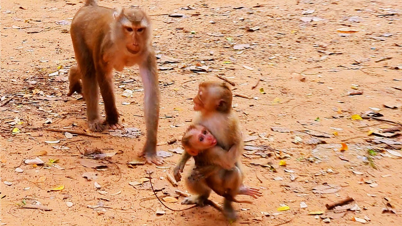 Terrific memories! Mother monkey quickly chases to catch her baby back from Rainbow but..// Old clip