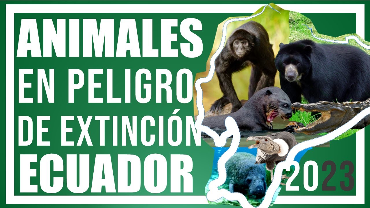 7 ANIMALES EN PELIGRO DE EXTINCIÓN EN ECUADOR