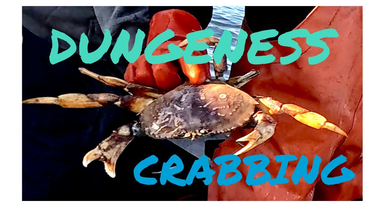 Ловить крабов в Дандженессе легко с помощью сачков. #skiprgus #crabbing