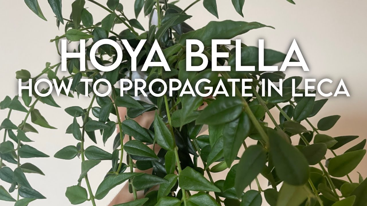 How to Propagate Hoya Bella in LECA