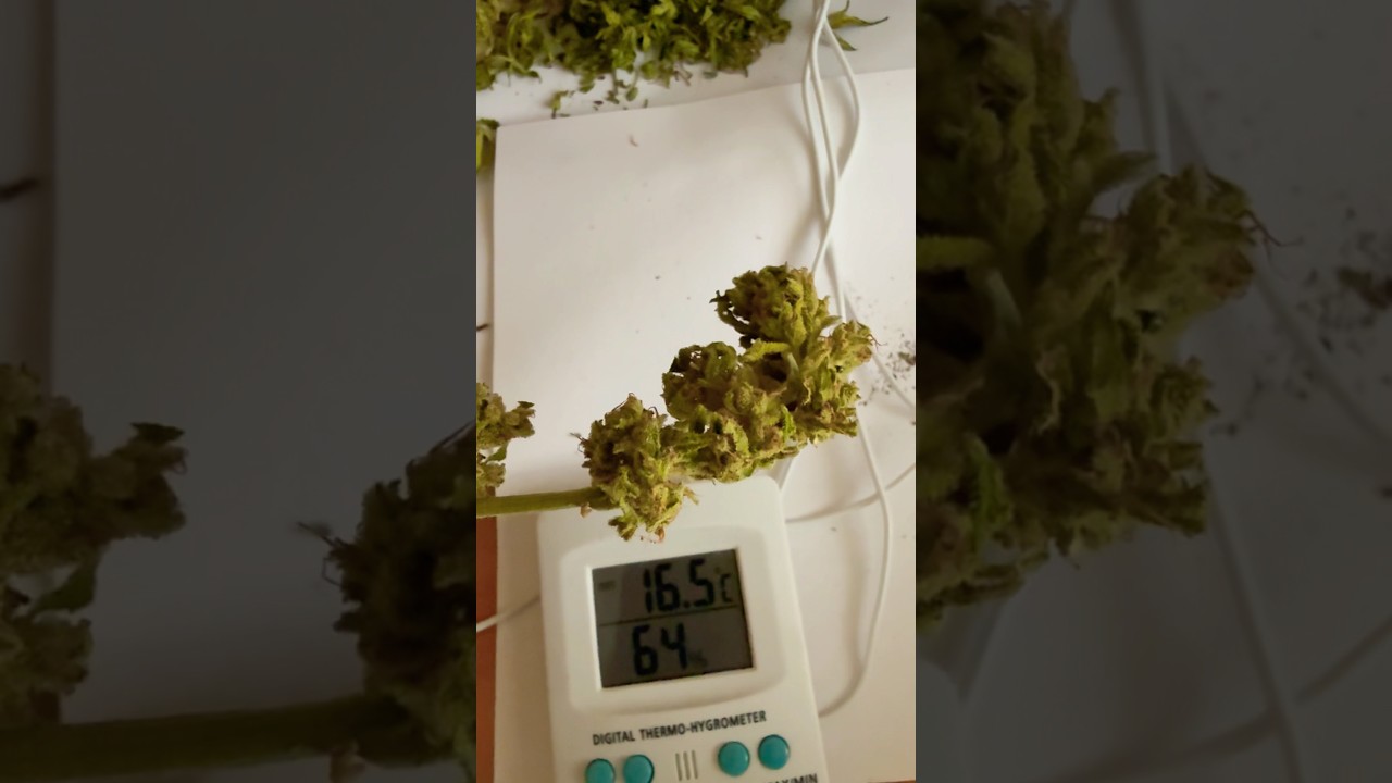 Растение runtz by barneys farm высыхает и скоро конкурс в инсте #weed #howtodry #joint #blunt #thc