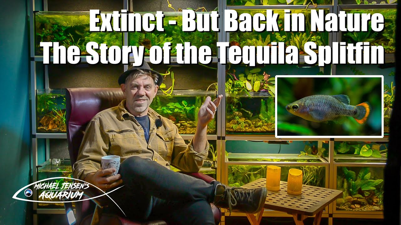 Extinct... but back in nature - The Story of the Tequila Splitfin