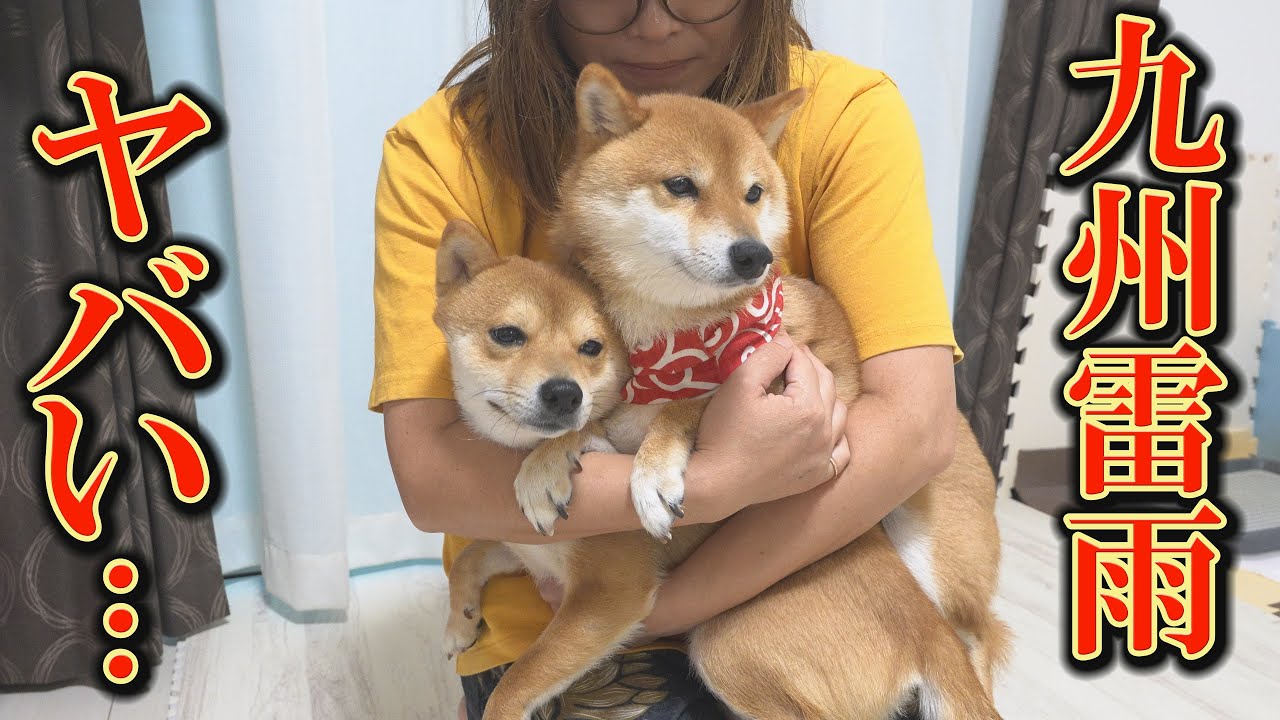 とんでもない豪雨と、１時間以上続く凄まじい雷鳴に震え続ける柴犬達・・・