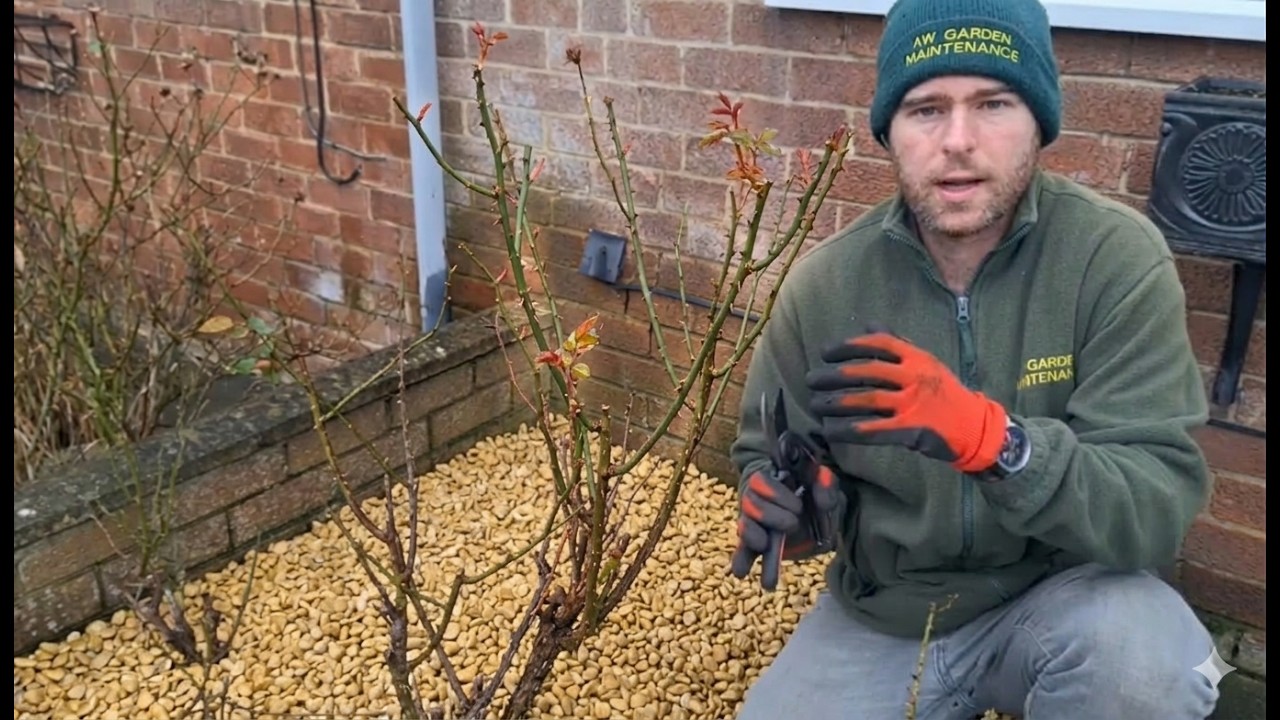 Pruning Roses for Beginners: Easy Step-by-Step Guide (UK) Cutting Rose Bushes 